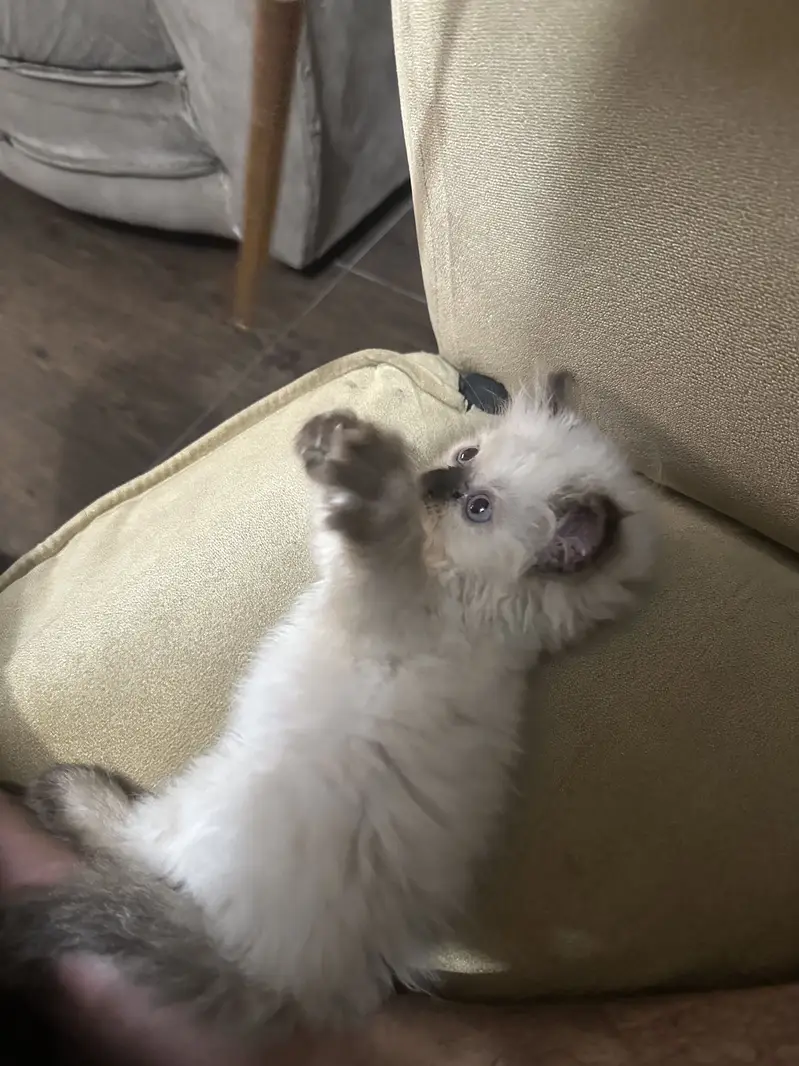 Purebred Himalayan Kitten – 3 Months  — photo 2