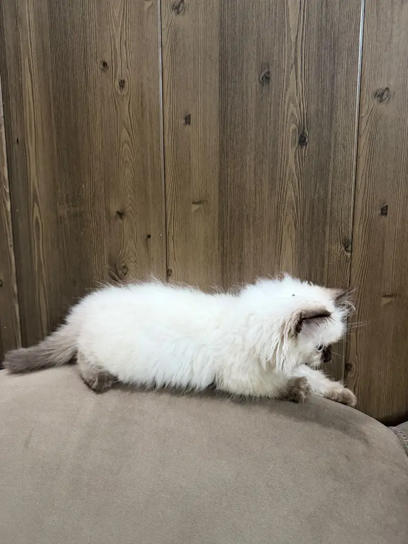 Purebred Himalayan Kitten – 3 Months  — photo 3