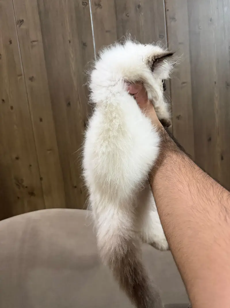 Purebred Himalayan Kitten – 3 Months  — photo 4