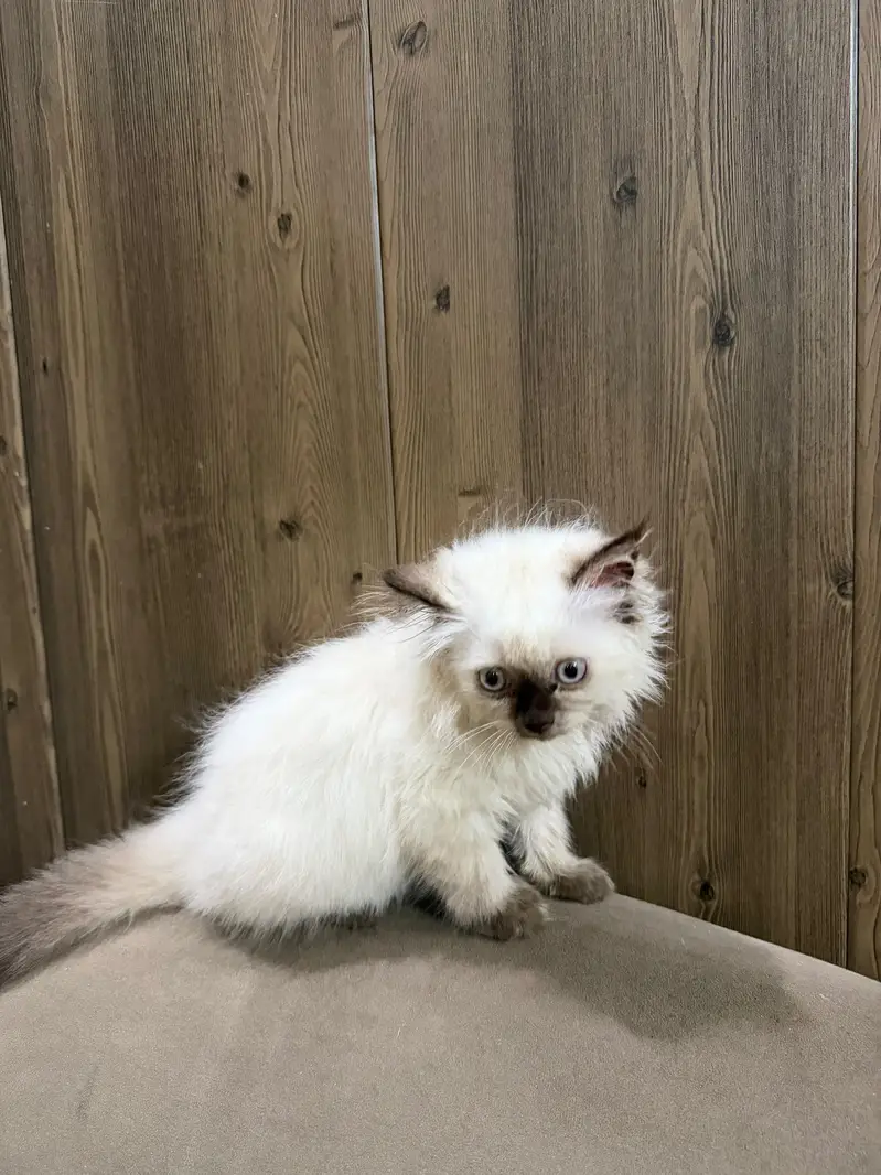 Purebred Himalayan Kitten – 3 Months  — photo 5
