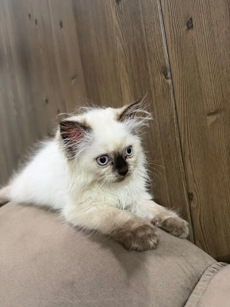 Purebred Himalayan Kitten – 3 Months  — photo 6