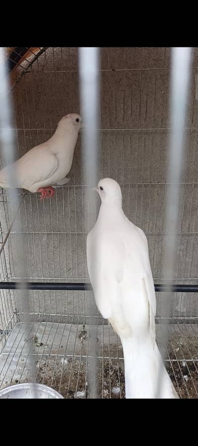 Breeder khumray , location Faisalabad