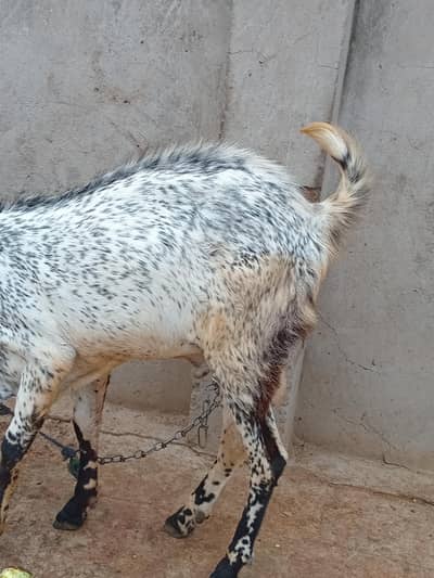 Desi breeder bakra for sale