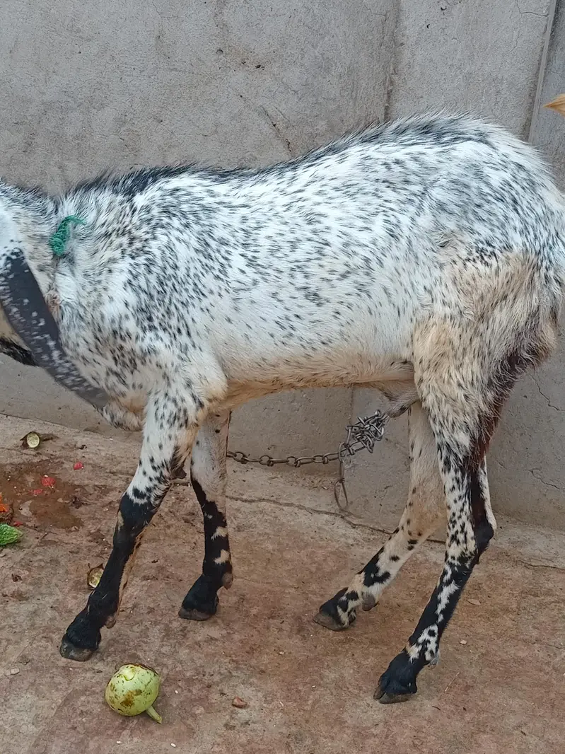 Desi breeder bakra for sale — photo 2