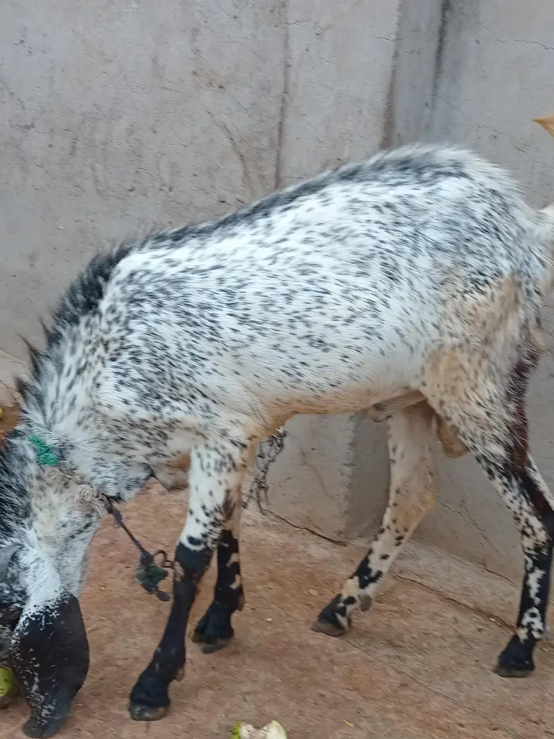 Desi breeder bakra for sale — photo 3