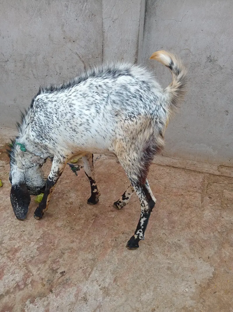 Desi breeder bakra for sale — photo 4