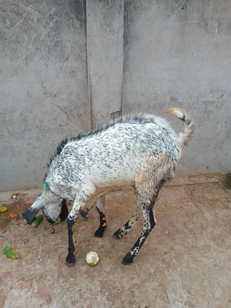 Desi breeder bakra for sale — photo 5
