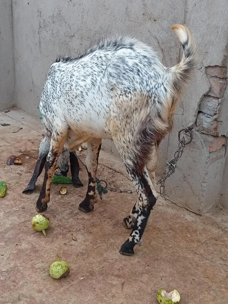 Desi breeder bakra for sale — photo 6