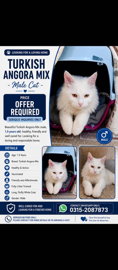  Turkish Angora Mix Male Cat – Looking for a Loving Home 