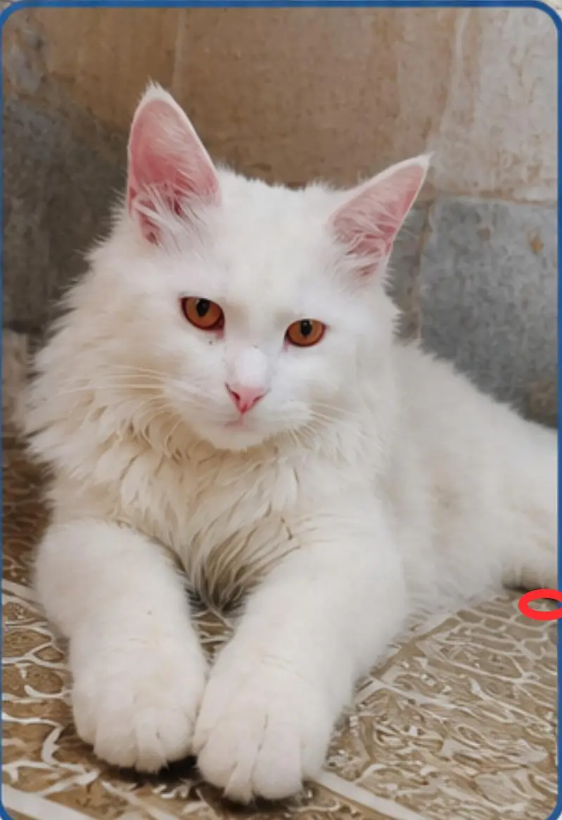  Turkish Angora Mix Male Cat – Looking for a Loving Home  — photo 2