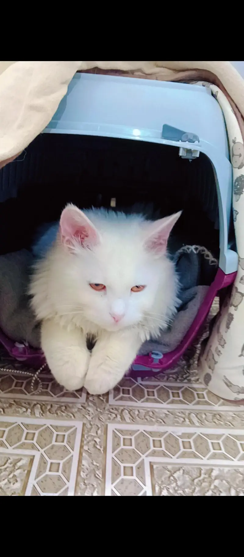  Turkish Angora Mix Male Cat – Looking for a Loving Home  — photo 3