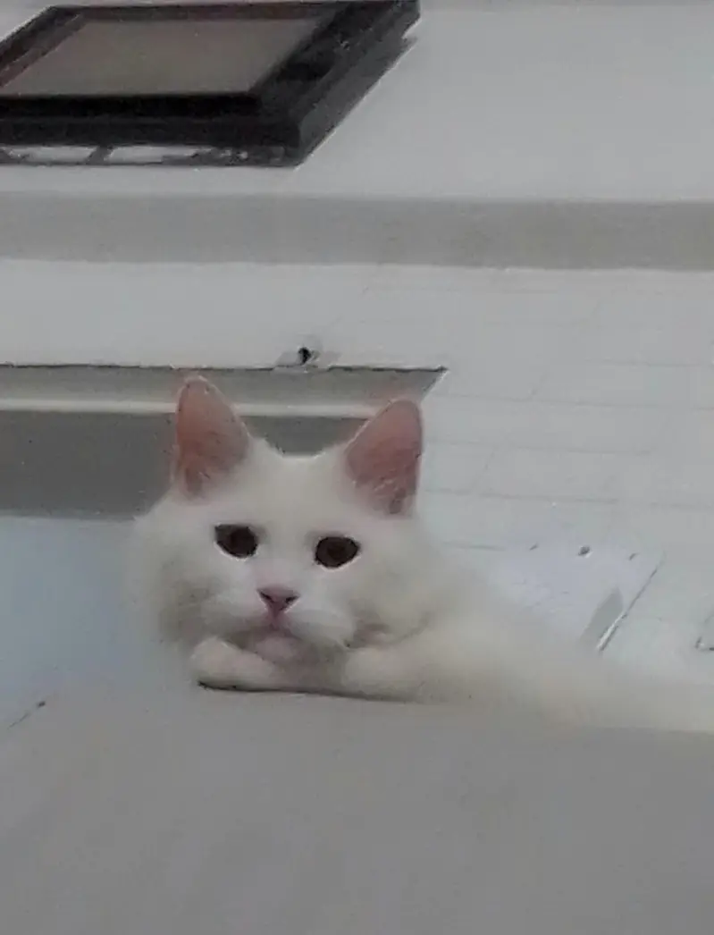  Turkish Angora Mix Male Cat – Looking for a Loving Home  — photo 4
