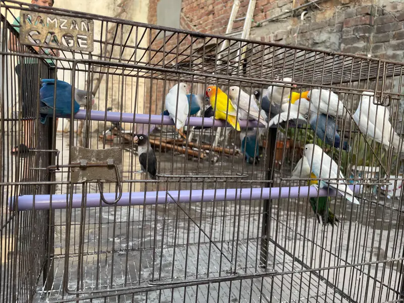 20 piece love birds — photo 3