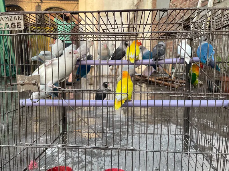 20 piece love birds — photo 4