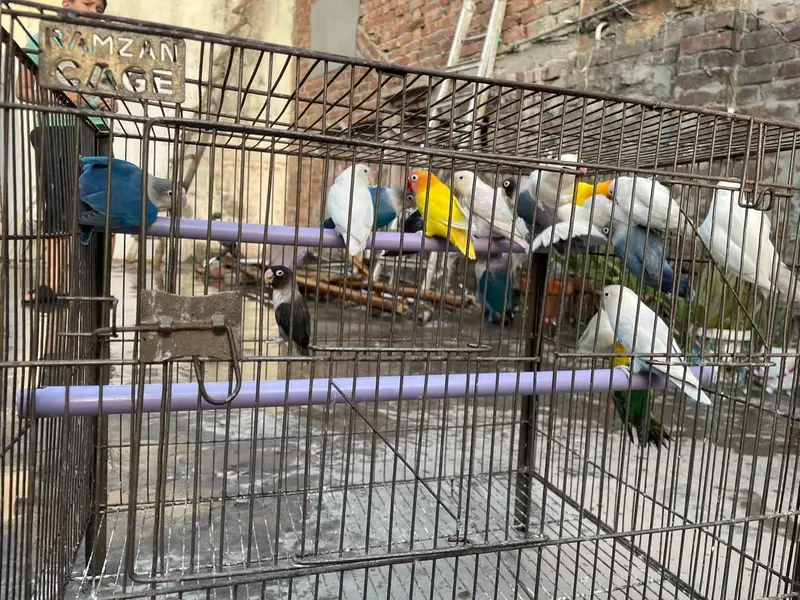 20 piece love birds — photo 6