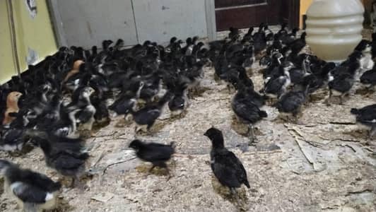 Austrolope chicks and fertile eggs