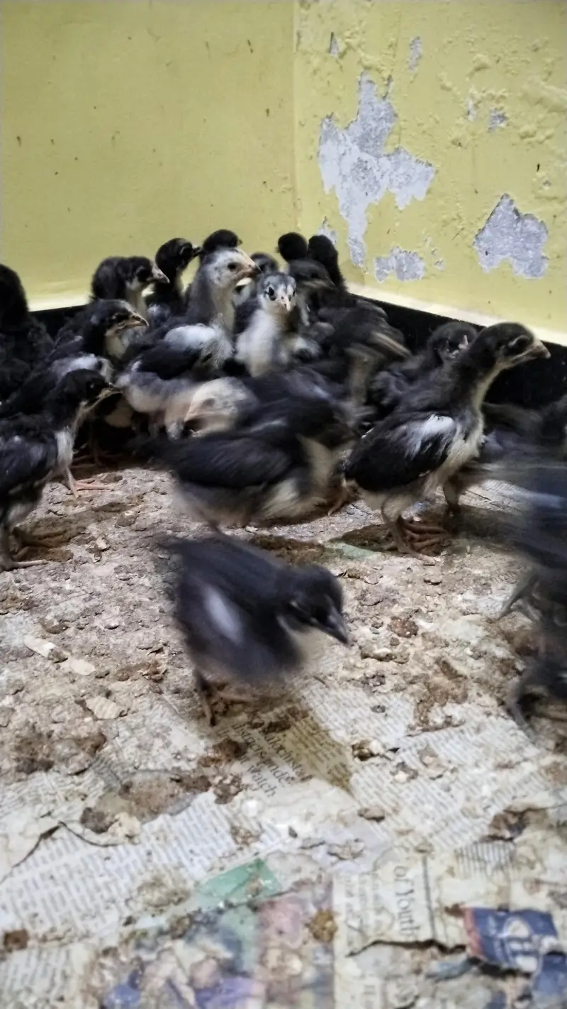 Austrolope chicks and fertile eggs — photo 2