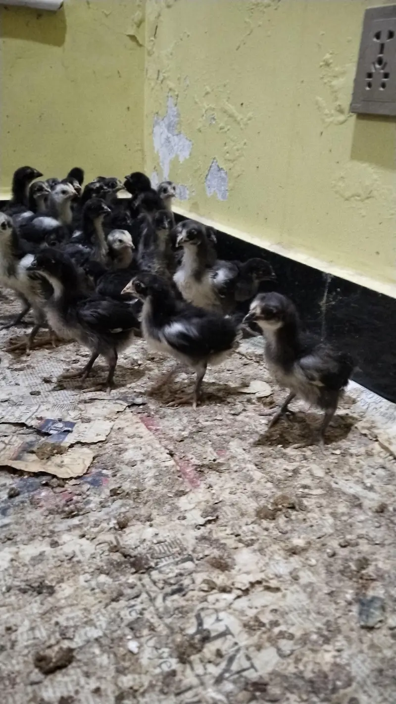 Austrolope chicks and fertile eggs — photo 3