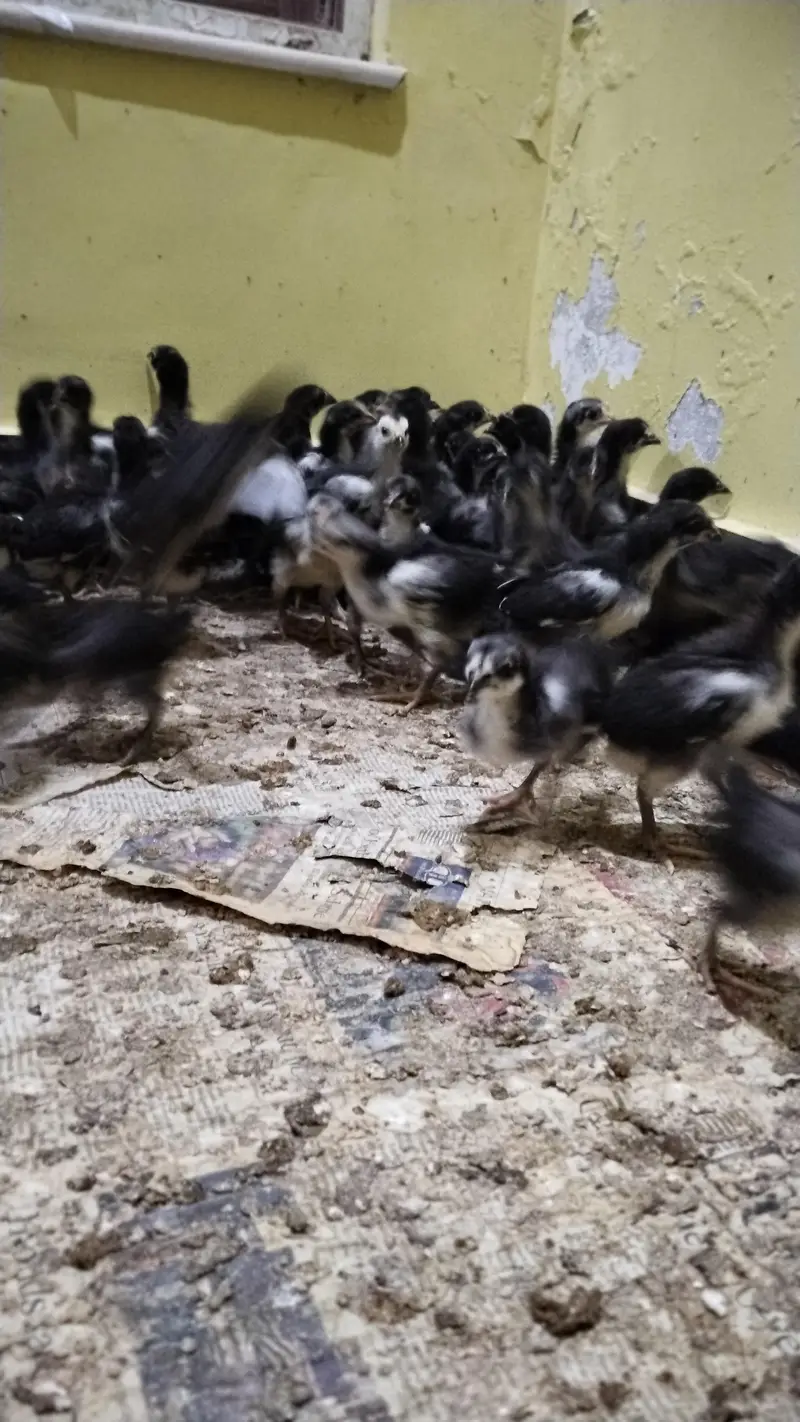 Austrolope chicks and fertile eggs — photo 4
