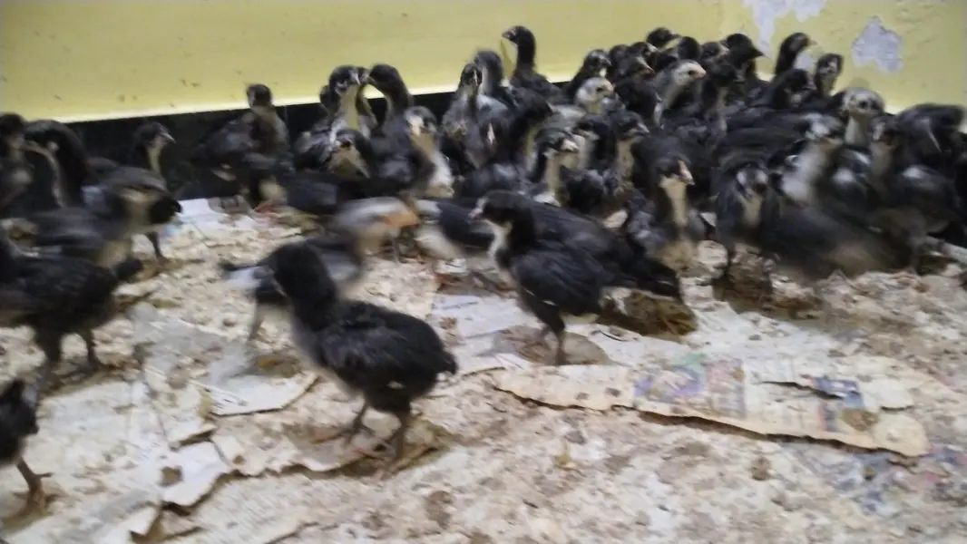 Austrolope chicks and fertile eggs — photo 5
