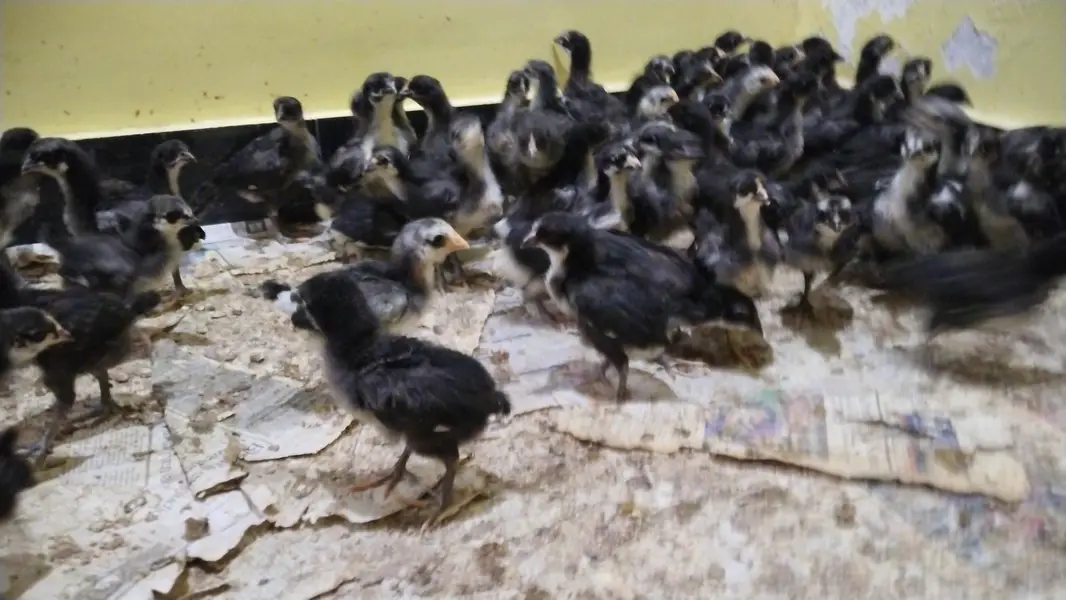 Austrolope chicks and fertile eggs — photo 6