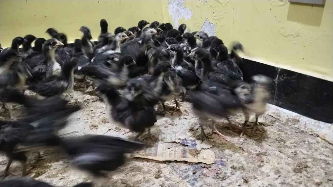 Austrolope chicks and fertile eggs — photo 7