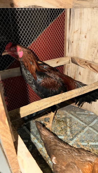 Hens Pair 1 pure breed 1 egg daily