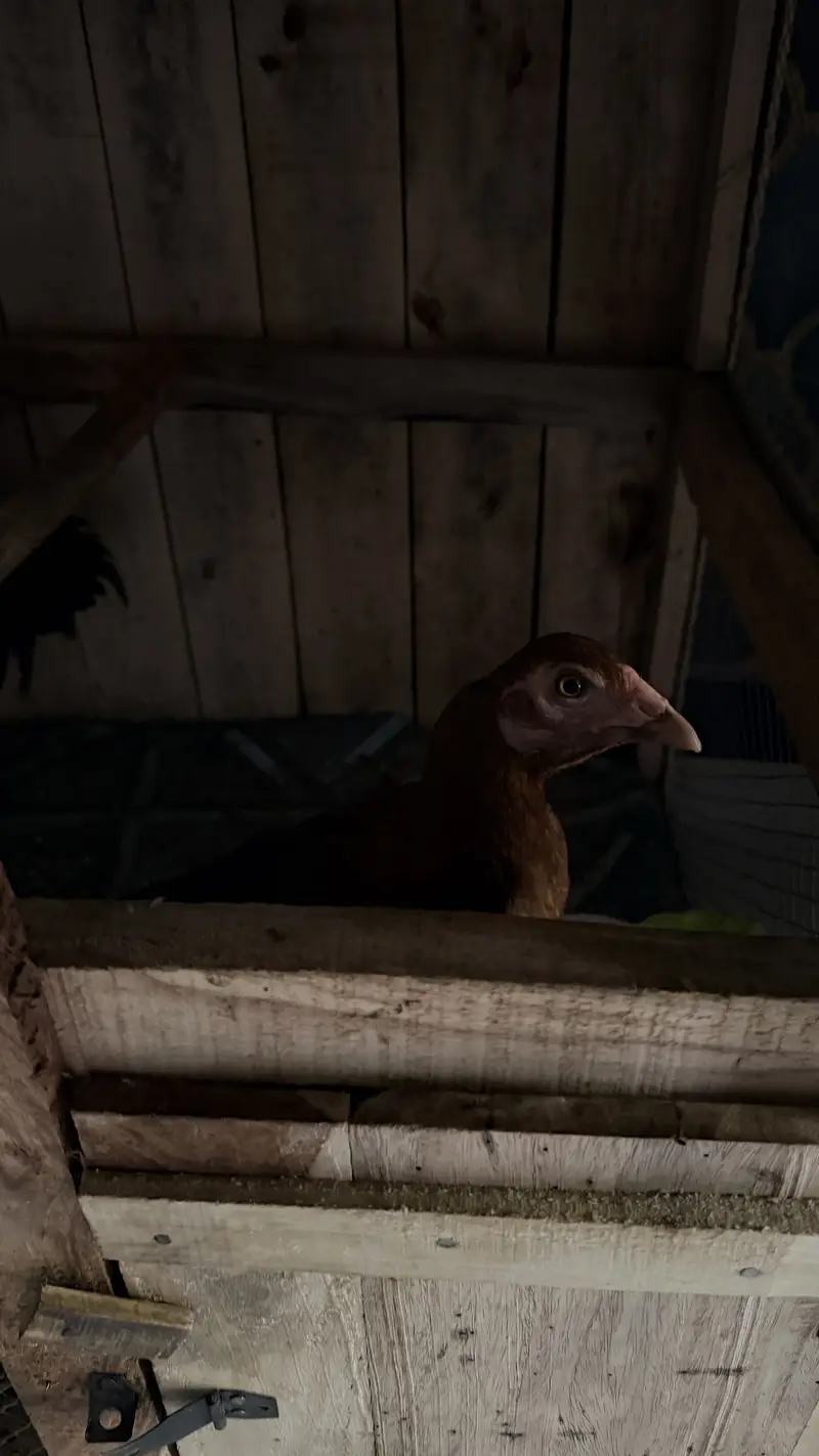 Hens Pair 1 pure breed 1 egg daily — photo 3