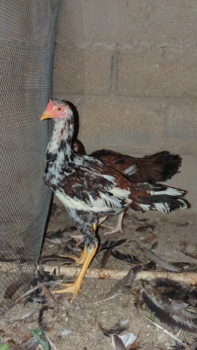 murga murgi young pathe & breeder