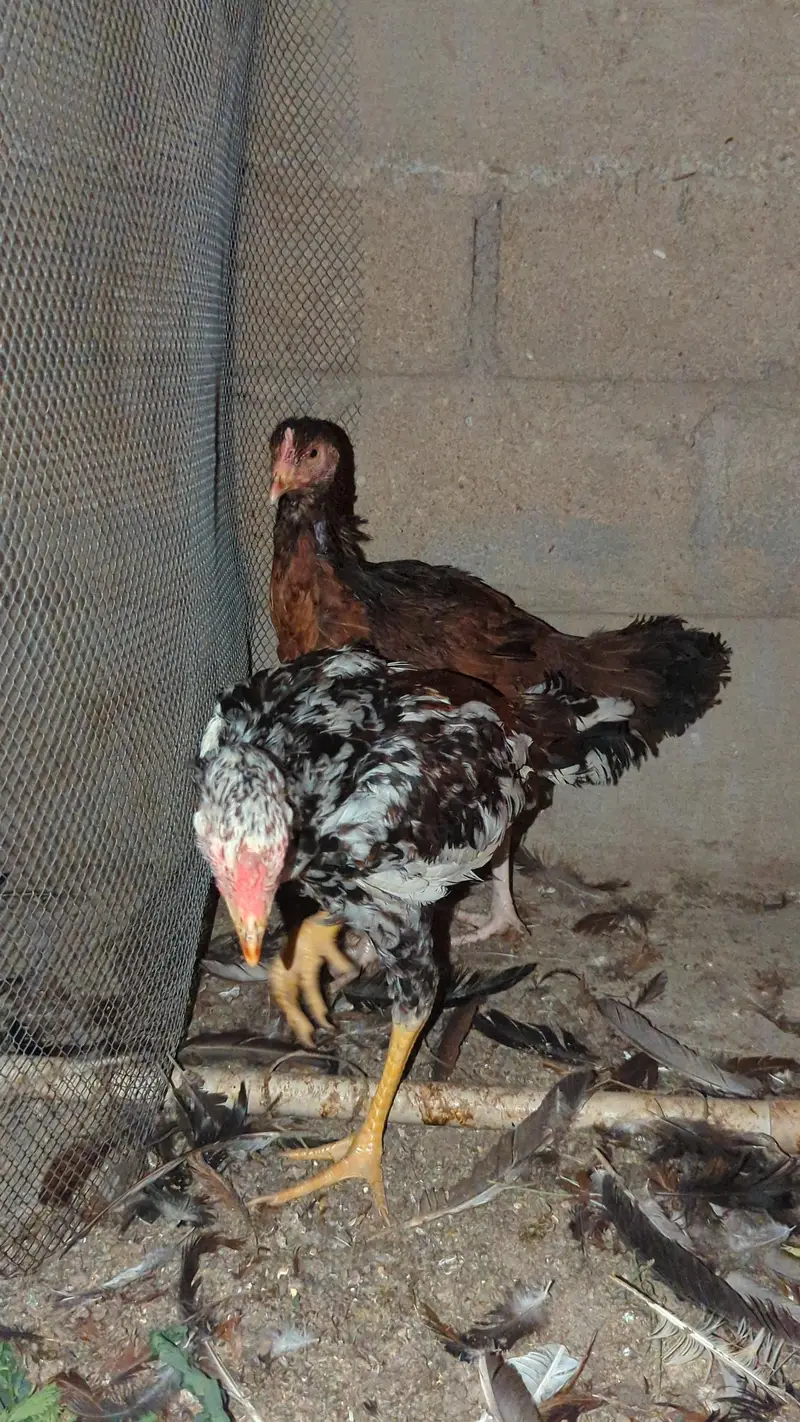 murga murgi young pathe & breeder — photo 2