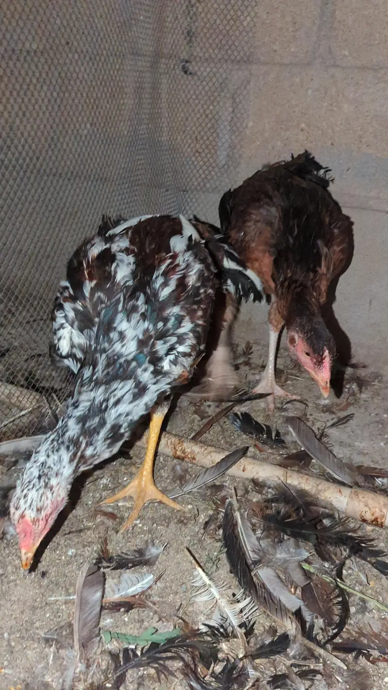 murga murgi young pathe & breeder — photo 3