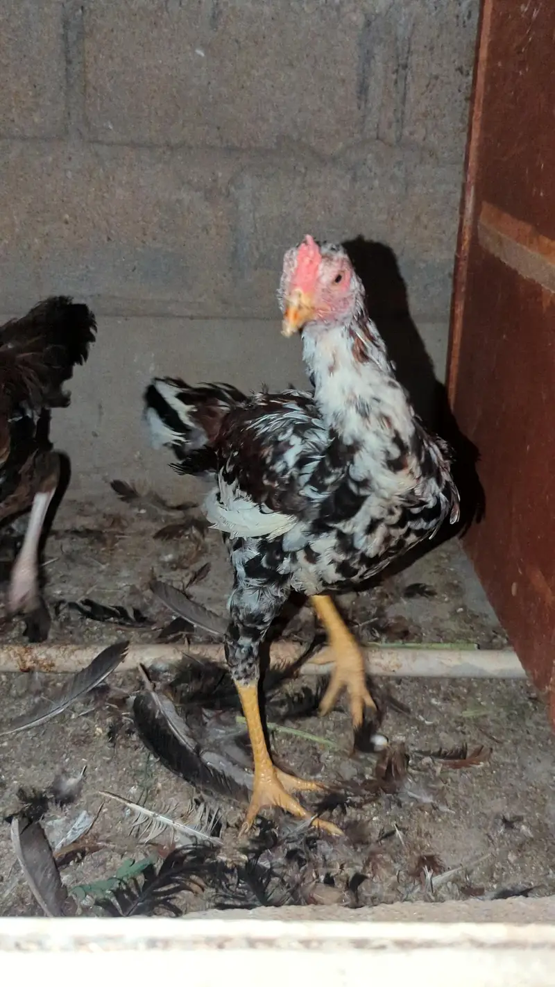 murga murgi young pathe & breeder — photo 4