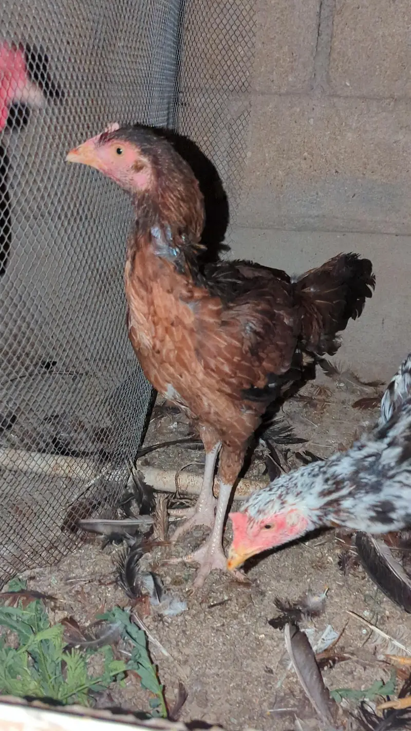 murga murgi young pathe & breeder — photo 5