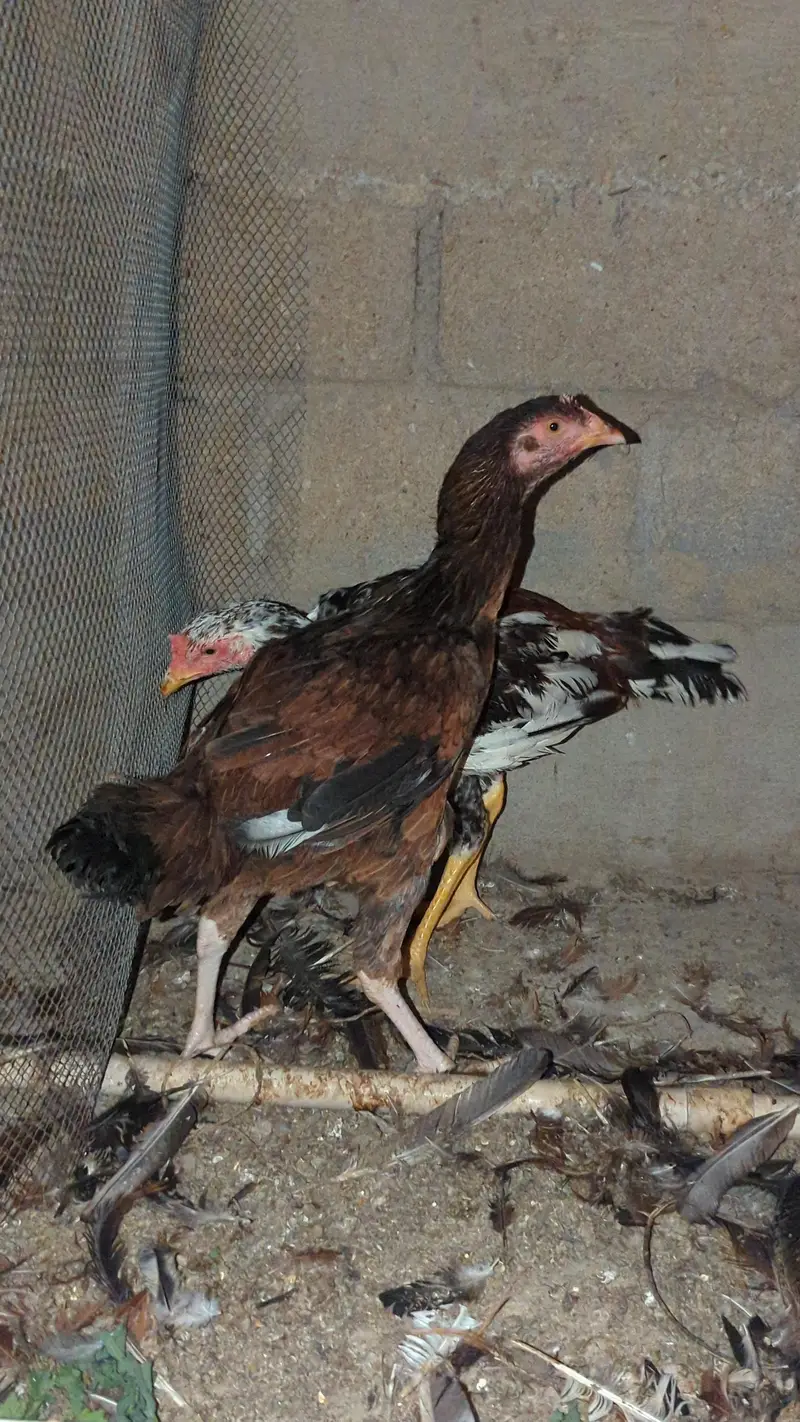 murga murgi young pathe & breeder — photo 6
