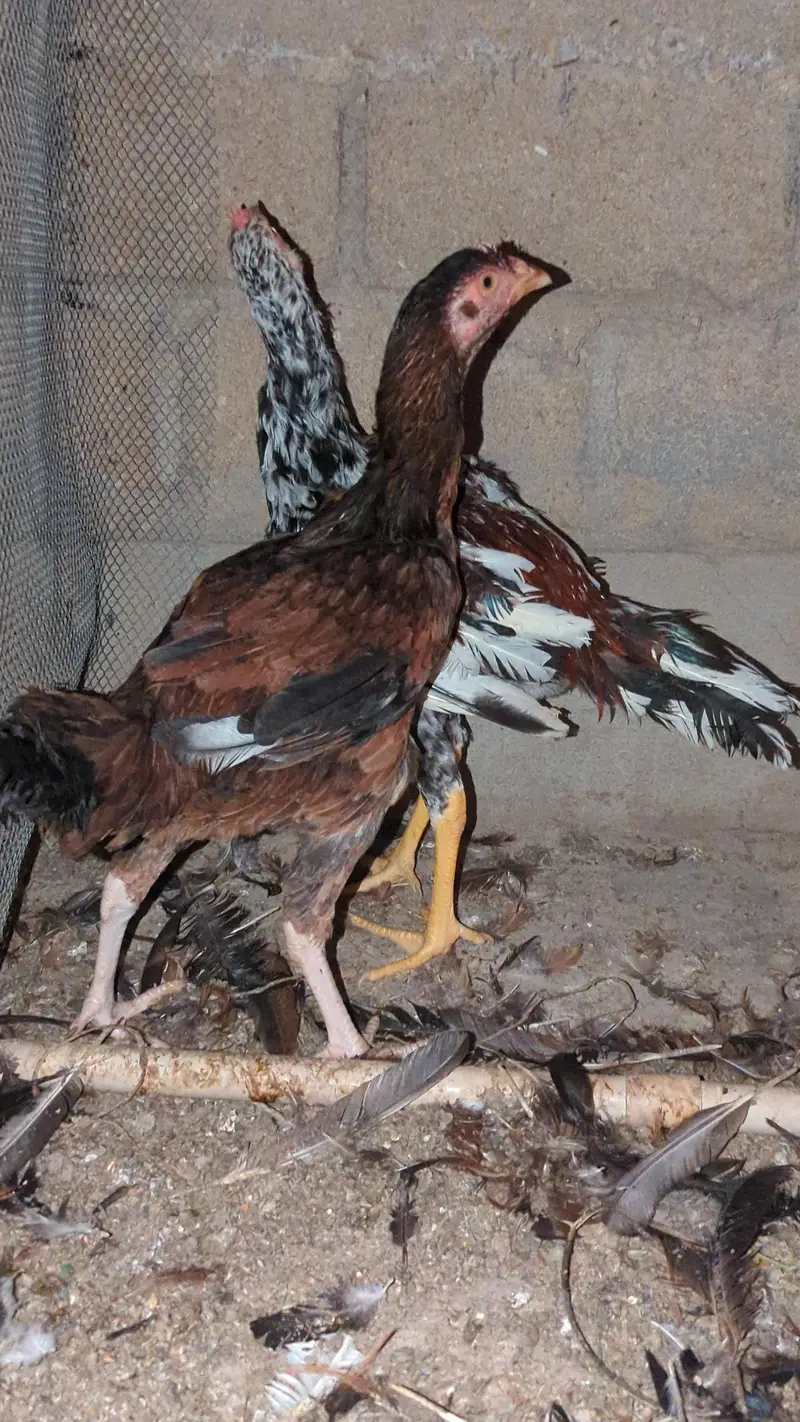 murga murgi young pathe & breeder — photo 7