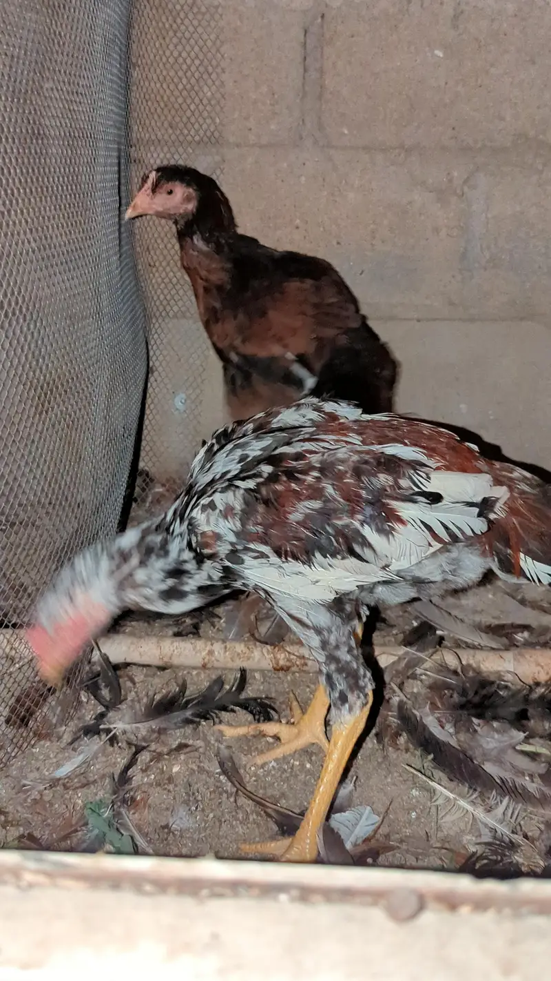 murga murgi young pathe & breeder — photo 8