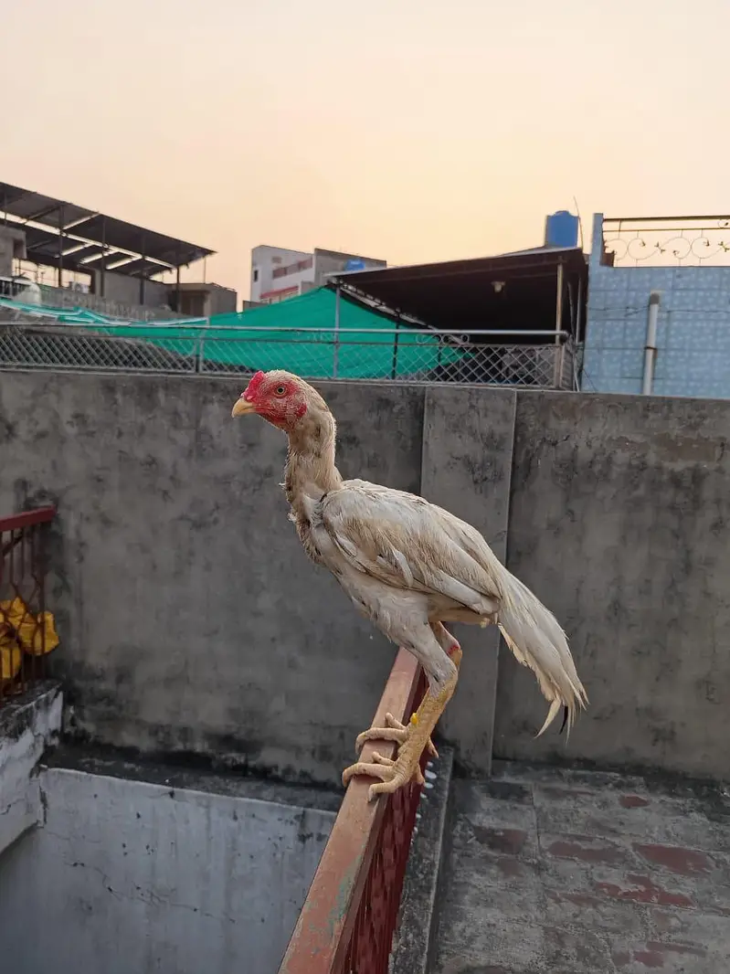 Aseel murga — photo 2