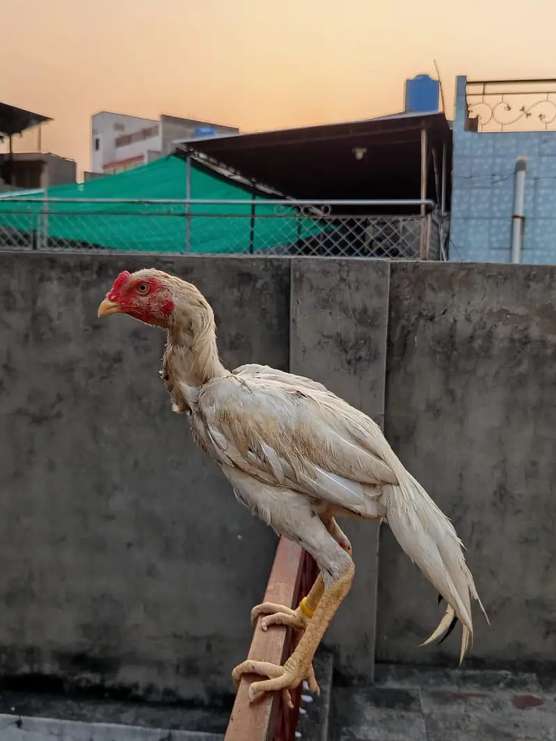 Aseel murga — photo 6