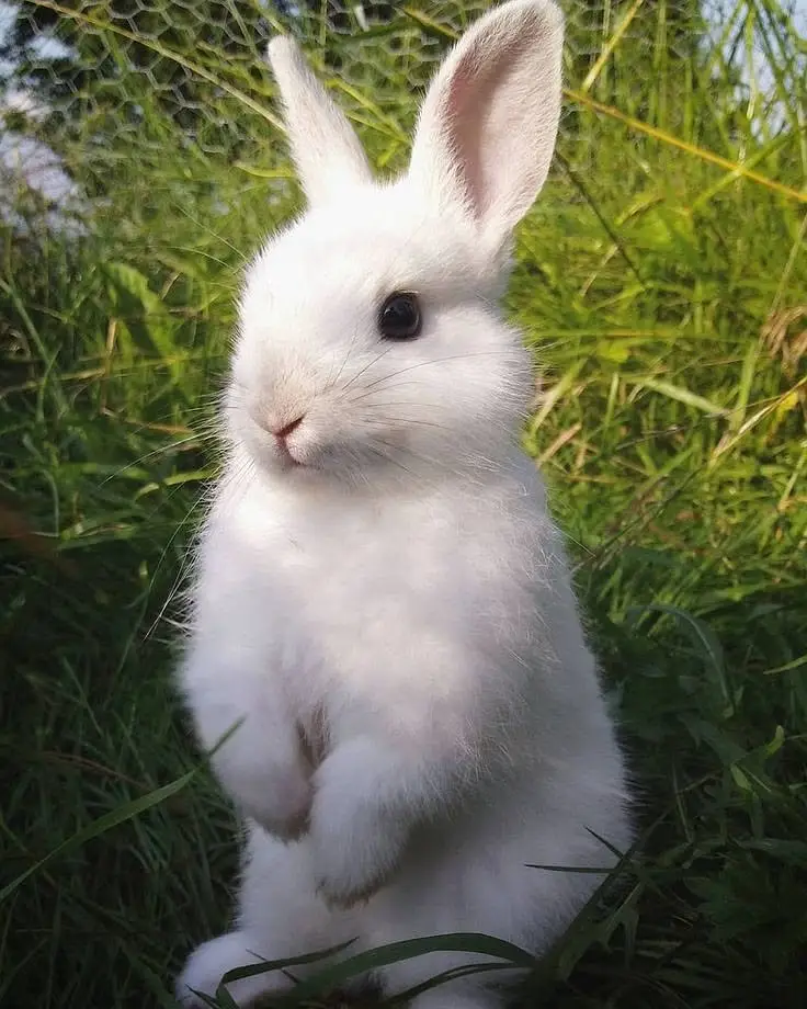 rabbits — photo 4