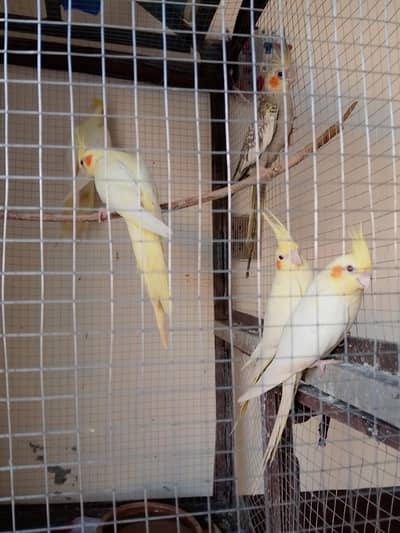 3pair 1 سنگل