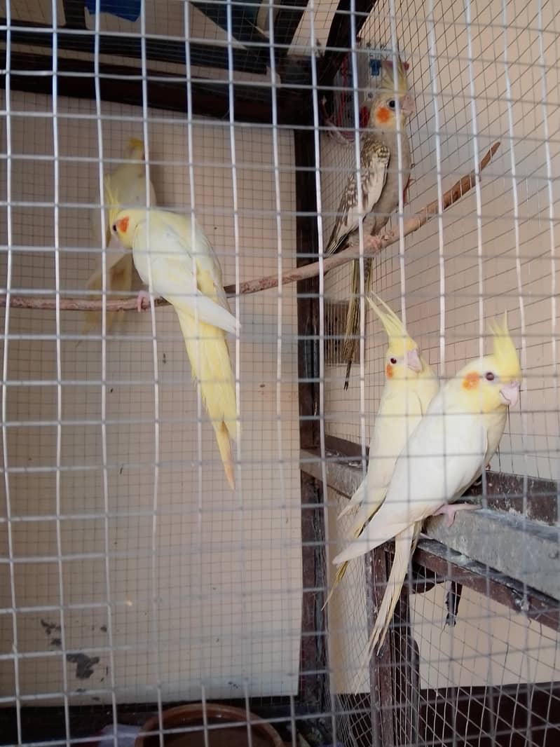 3pair 1 سنگل 0