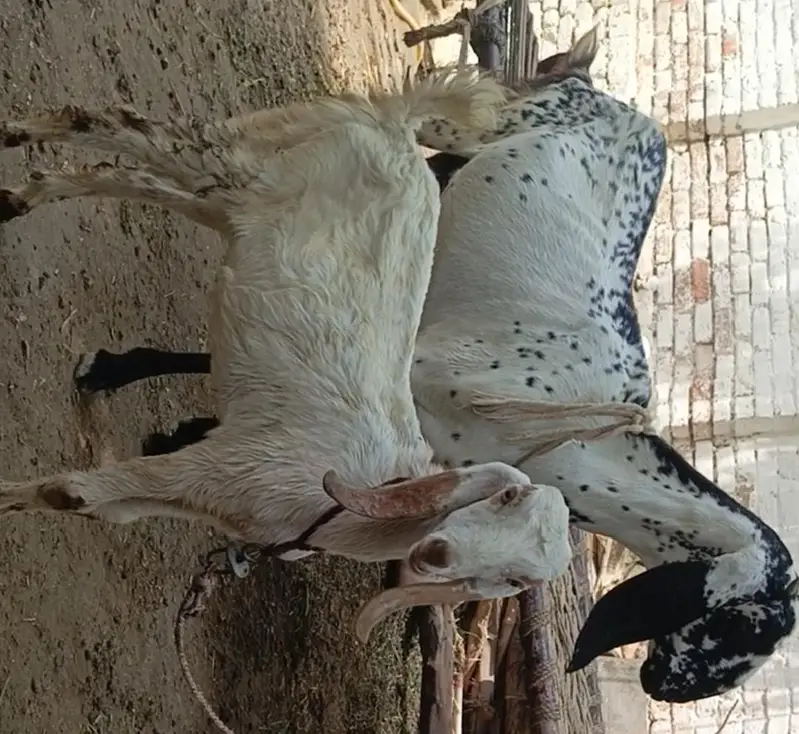 Ek Bakri Ar 2 Bachy. Ek Bacha Bakra Ar Ek Bacha Bakri — photo 2