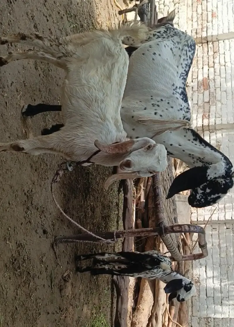 Ek Bakri Ar 2 Bachy. Ek Bacha Bakra Ar Ek Bacha Bakri — photo 3