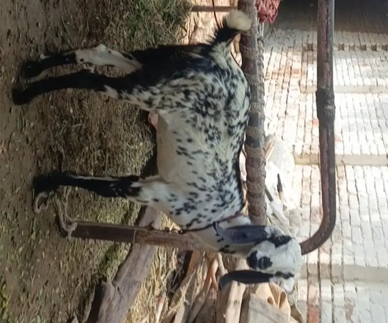Ek Bakri Ar 2 Bachy. Ek Bacha Bakra Ar Ek Bacha Bakri — photo 4
