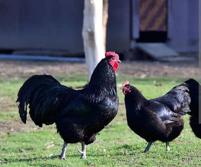 Australorp