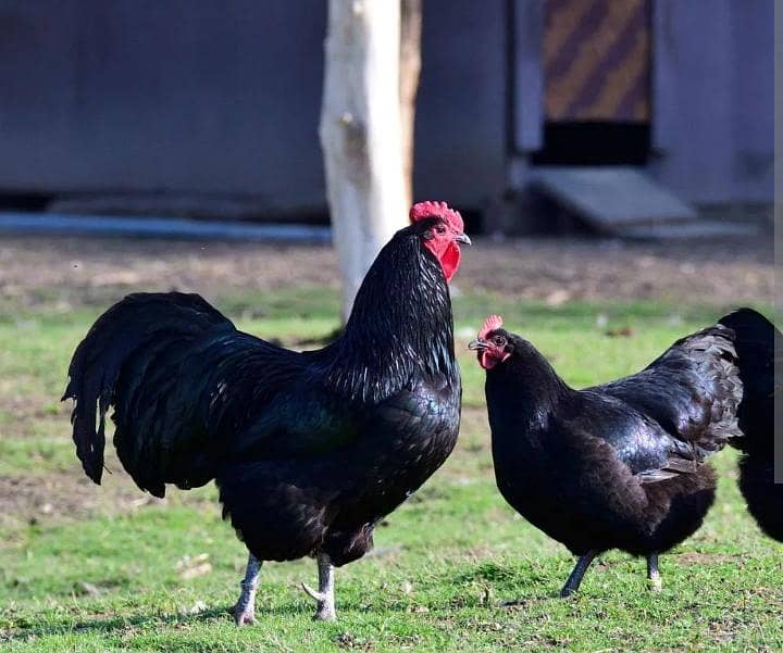 Australorp 0
