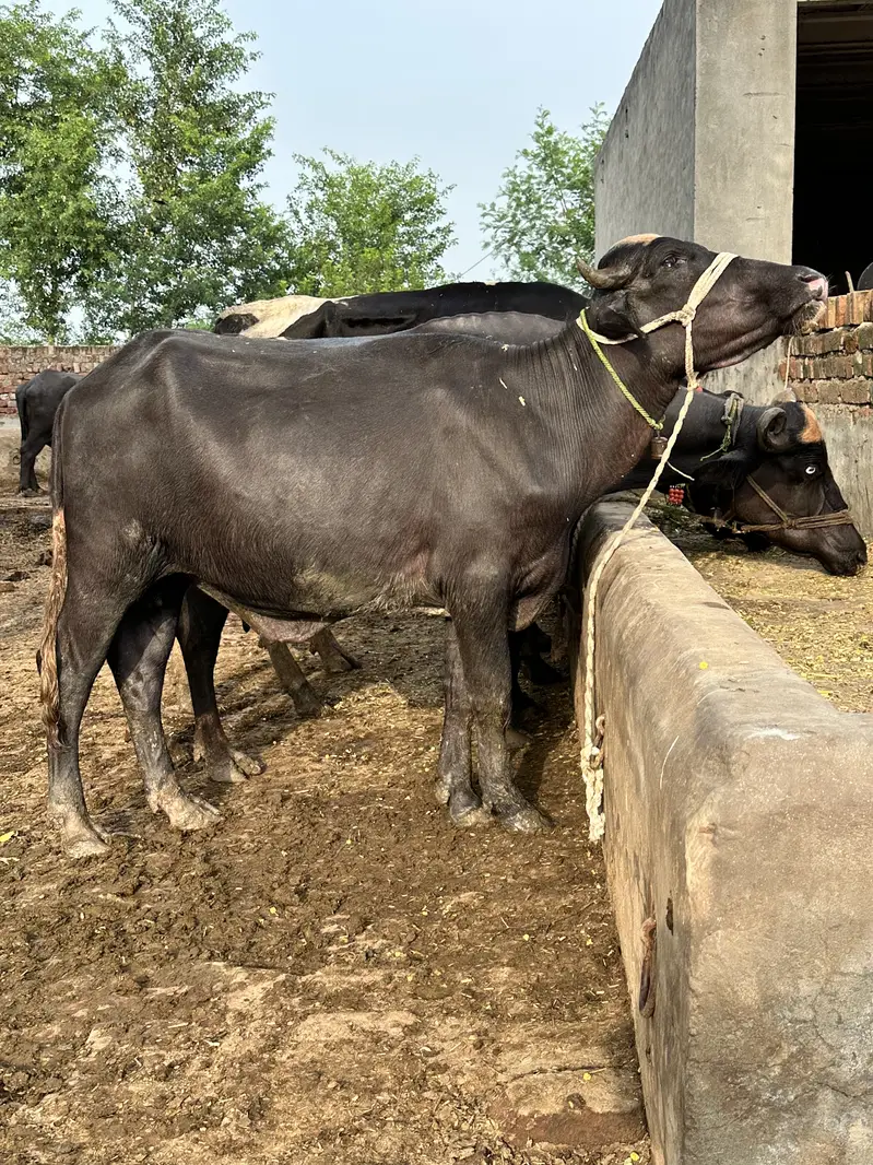 Katta jhota — photo 2