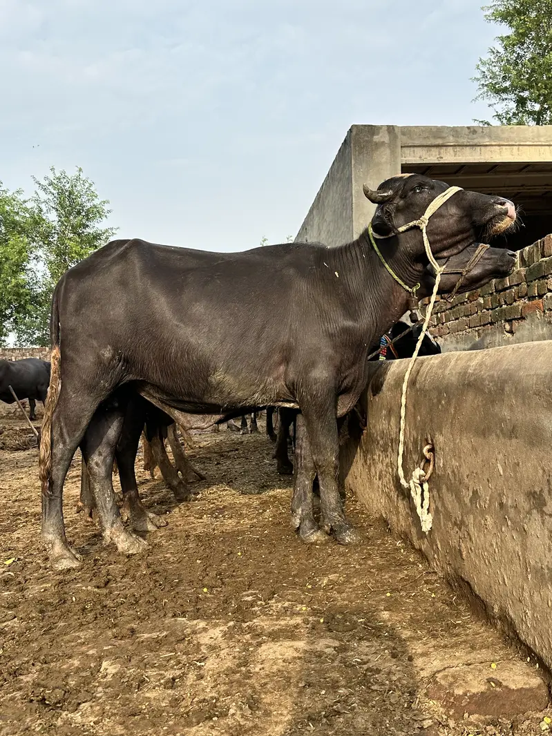 Katta jhota — photo 3