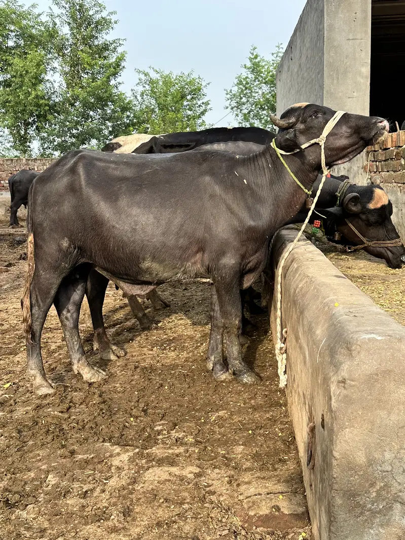 Katta jhota — photo 4
