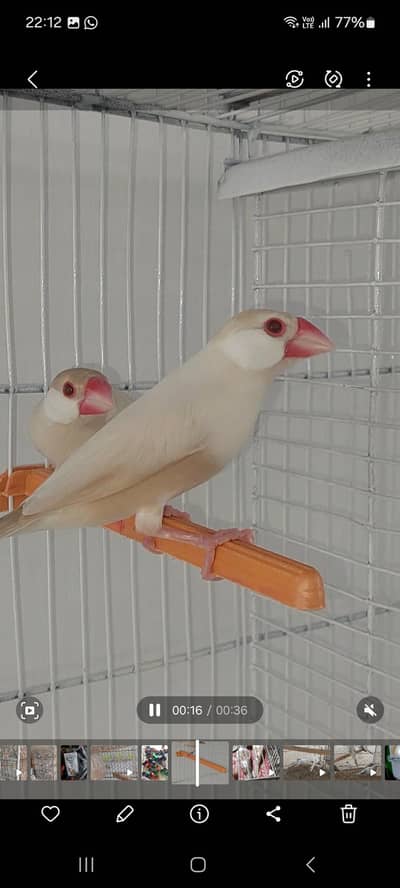 pestal fawn java